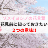 ソメイヨシノの花言葉