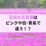 芝桜の花言葉