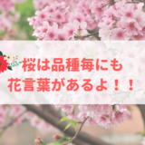 桜の花言葉
