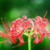 水滴のついた赤い彼岸花